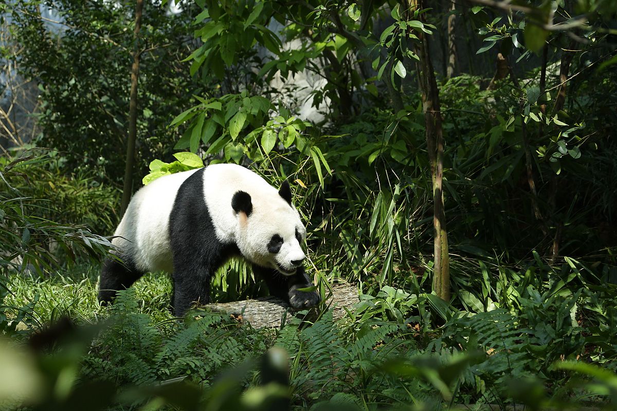Khám phá về công viên giải trí River Wonders Singapore