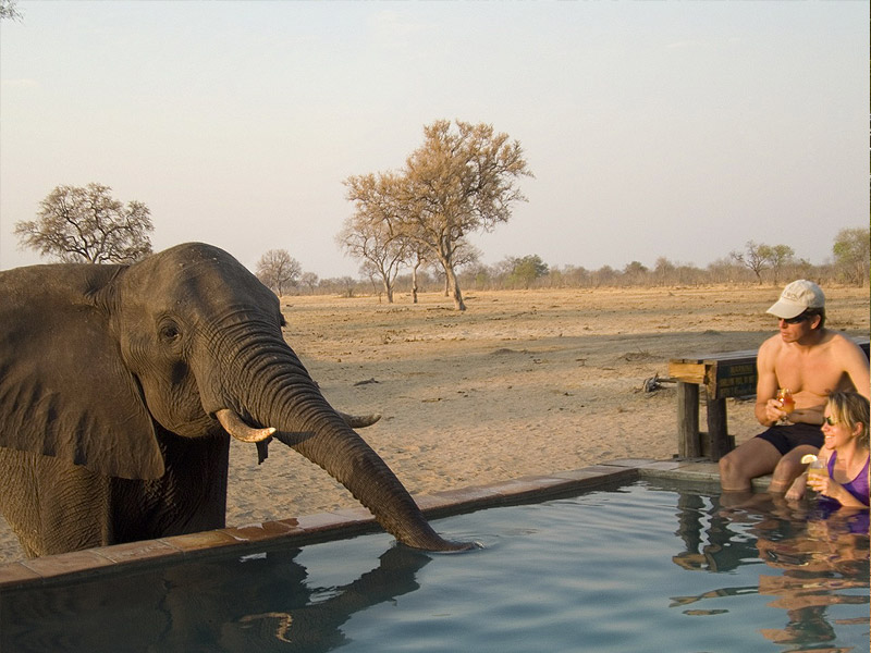 Nên đi tour Safari Châu Phi có người hướng dẫn hay tự đi?