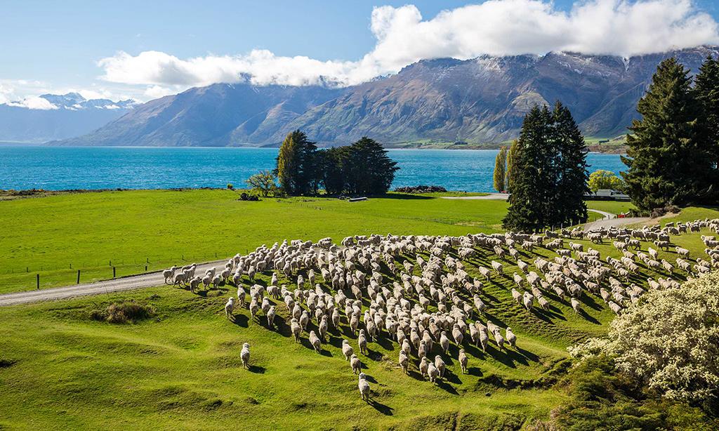 5 điều không thể không biết trước chuyến du lịch New Zealand