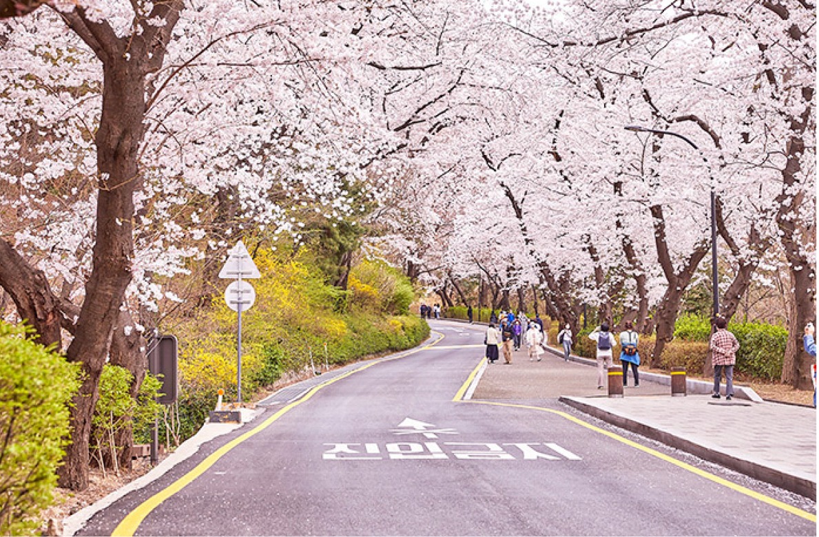 Địa điểm du lịch Hàn Quốc ngắm hoa anh đào