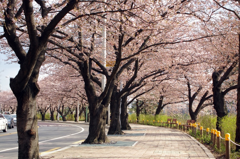 Địa điểm du lịch Hàn Quốc ngắm hoa anh đào